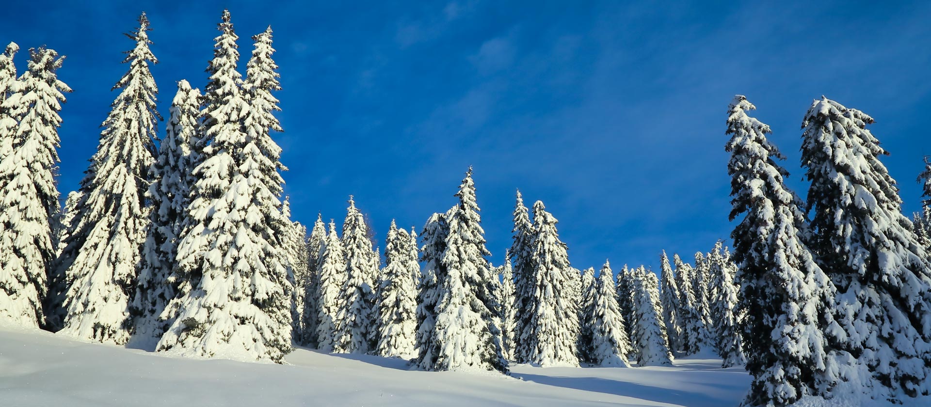 neve a campomulo